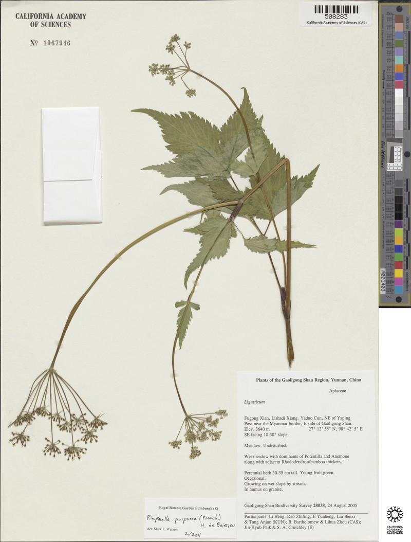 Pimpinella purpurea