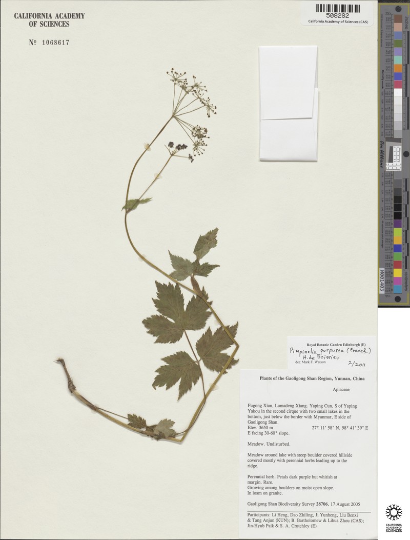 Pimpinella purpurea photo 2