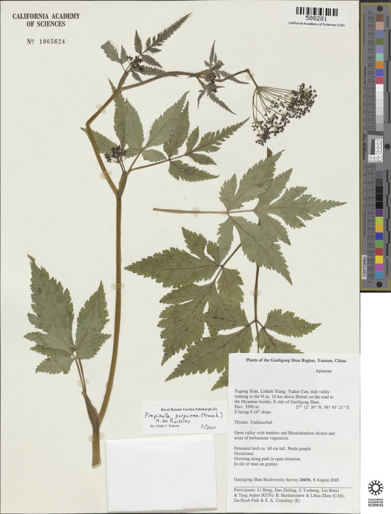 Pimpinella purpurea photo 3