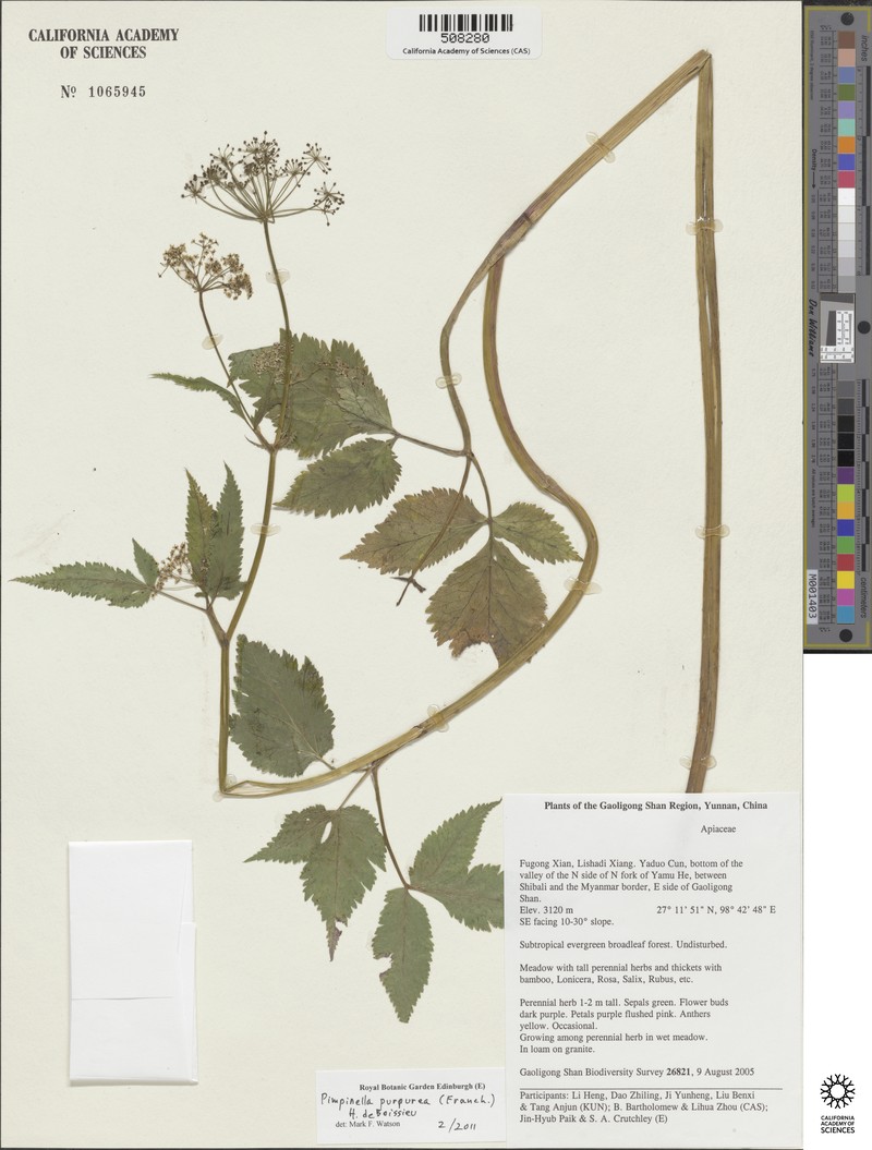 Pimpinella purpurea photo 4