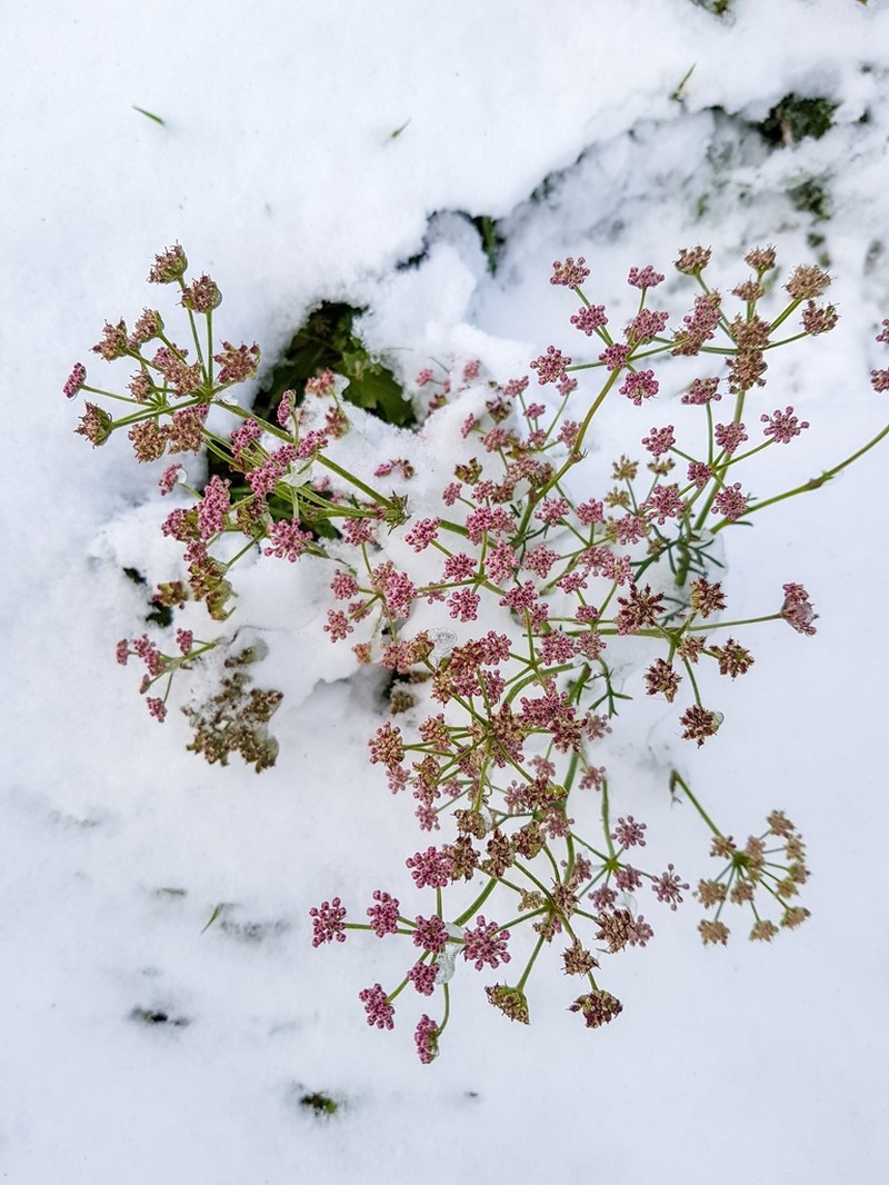 Pimpinella rhodantha