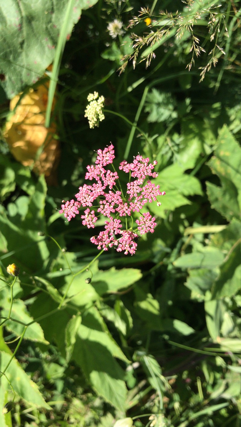 Pimpinella rhodantha photo 2