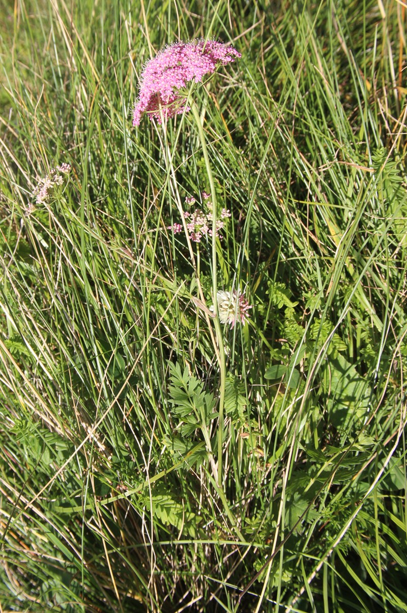 Pimpinella rhodantha photo 3