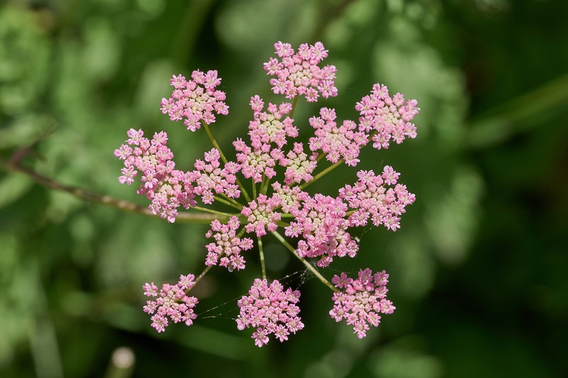 Pimpinella rhodantha photo 4