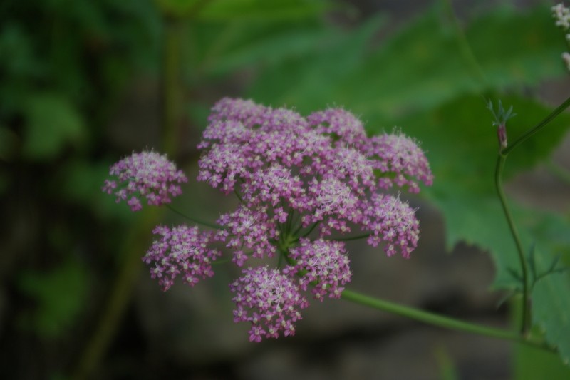 Pimpinella rhodantha photo 5