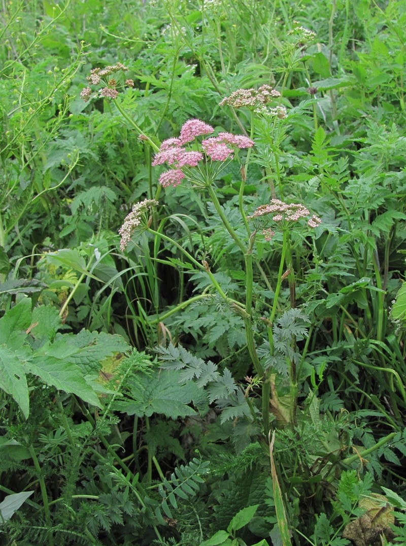 Pimpinella rhodantha photo 6
