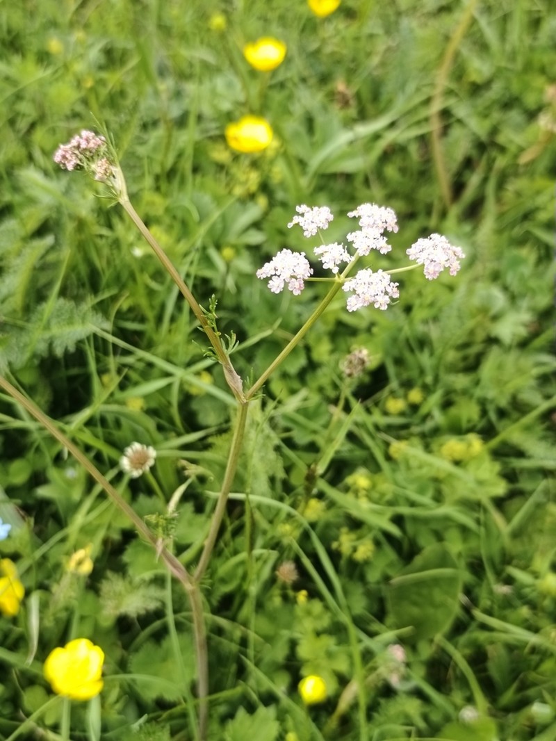 Pimpinella rhodantha photo 7
