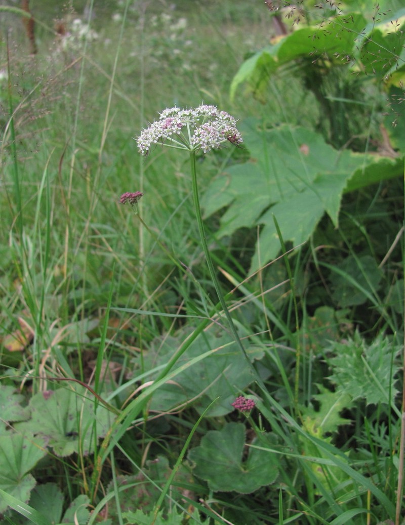 Pimpinella rhodantha photo 8