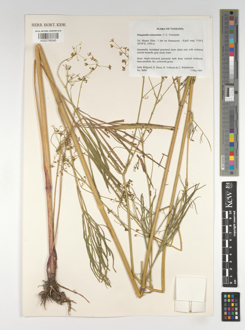 Pimpinella richardsiae