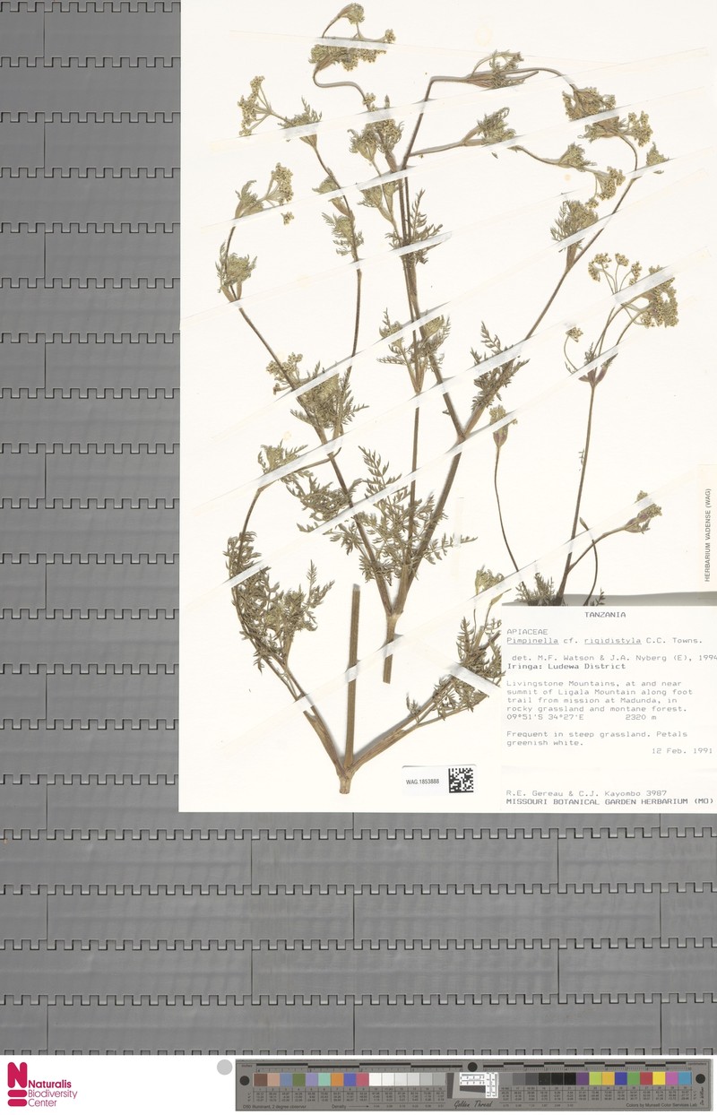 Pimpinella rigidistyla