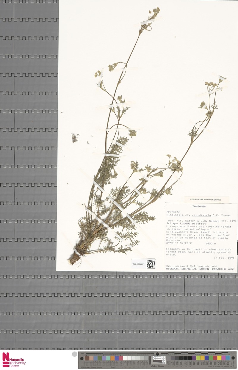 Pimpinella rigidistyla photo 2