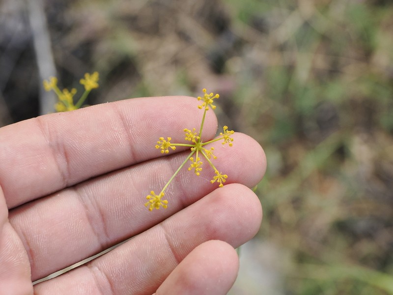 Pimpinella rigidula