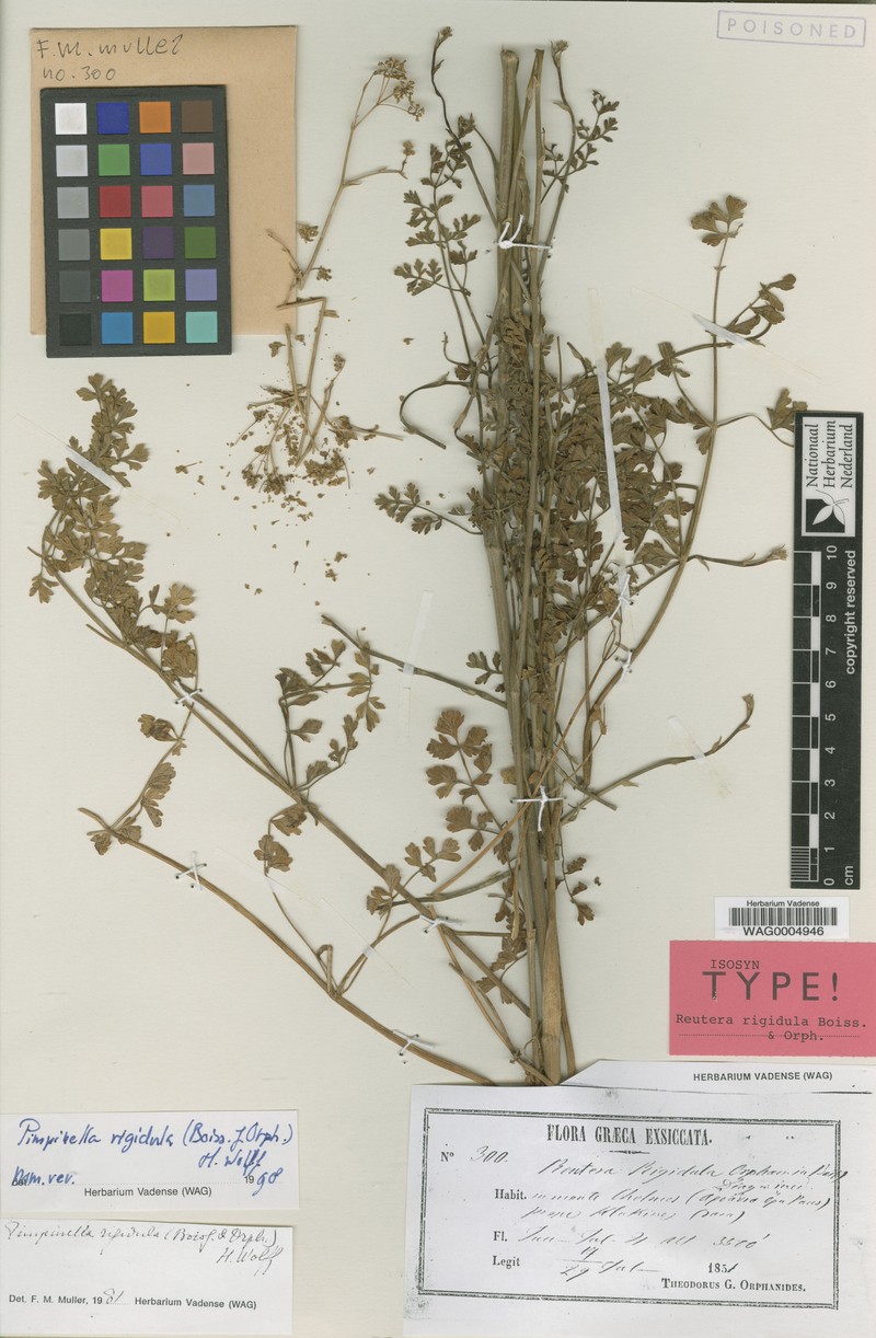 Pimpinella rigidula photo 3
