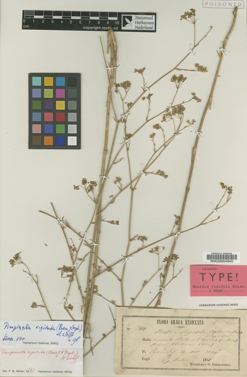 Pimpinella rigidula photo 4