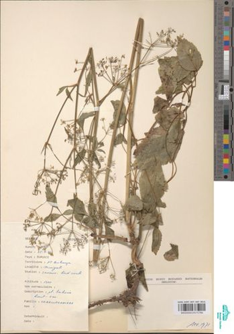 Pimpinella robynsii