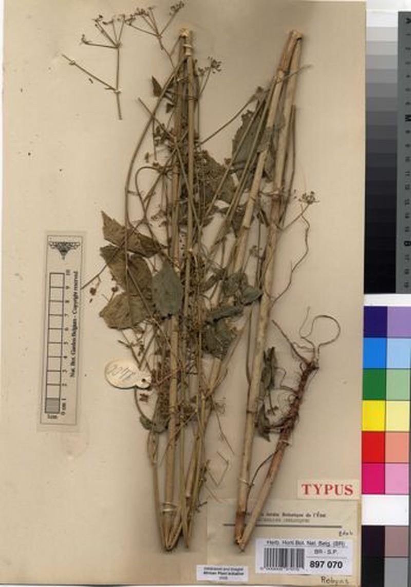 Pimpinella robynsii photo 3