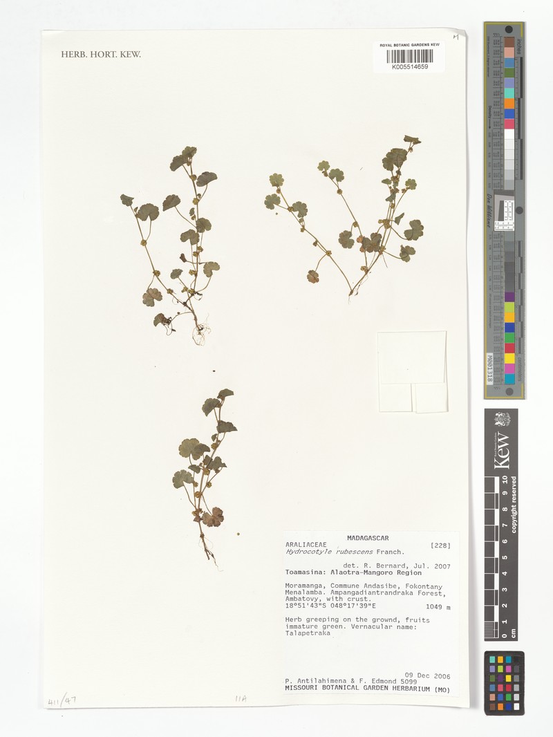 Pimpinella rubescens