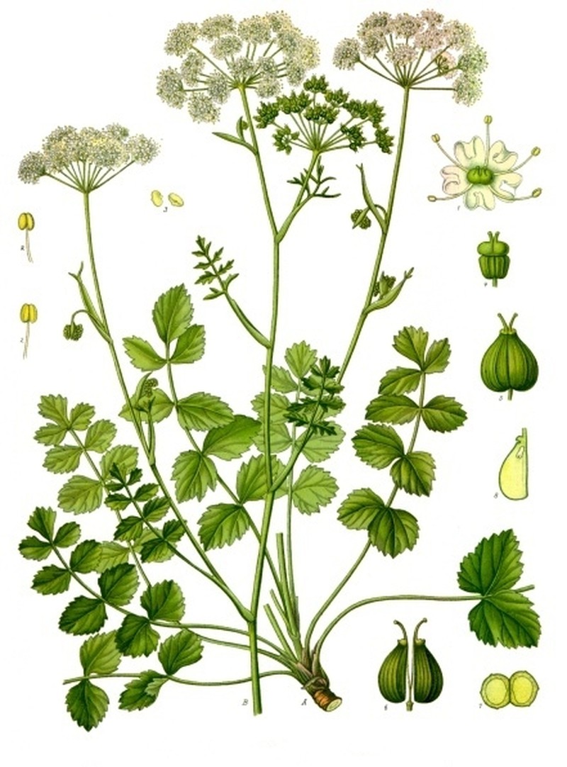 Solidstem Burnet Saxifrage