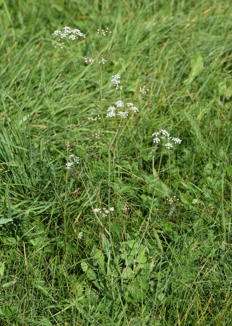 Solidstem Burnet Saxifrage photo 2