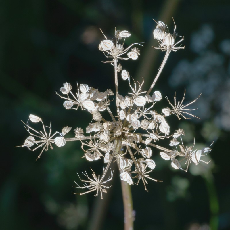 Solidstem Burnet Saxifrage photo 3