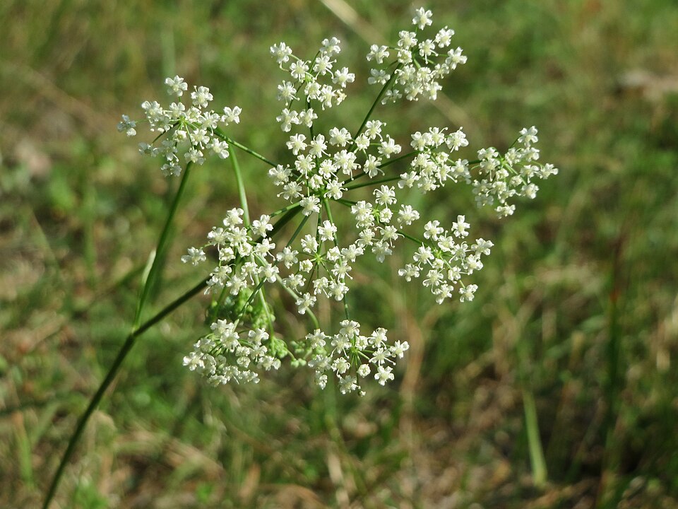 Solidstem Burnet Saxifrage photo 4