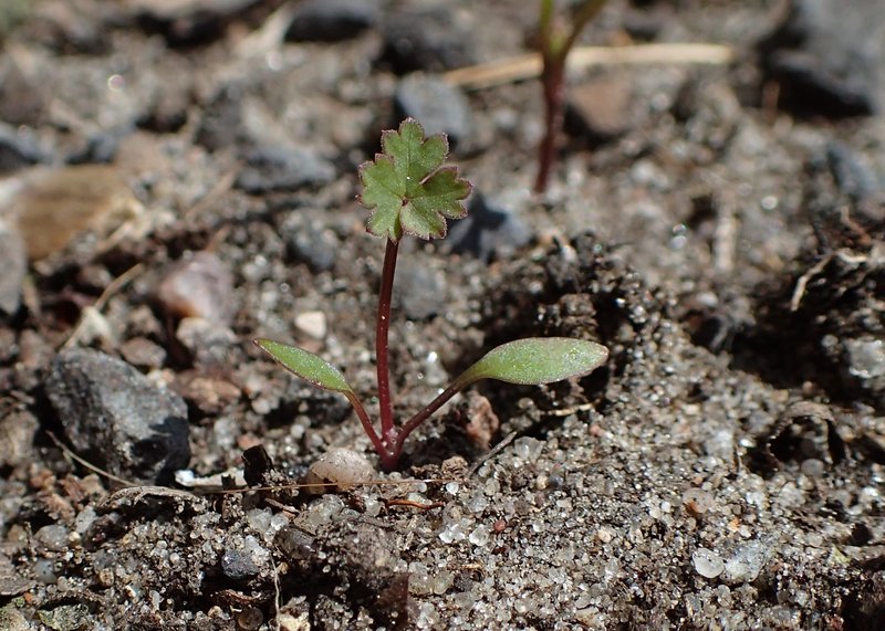 Solidstem Burnet Saxifrage photo 5