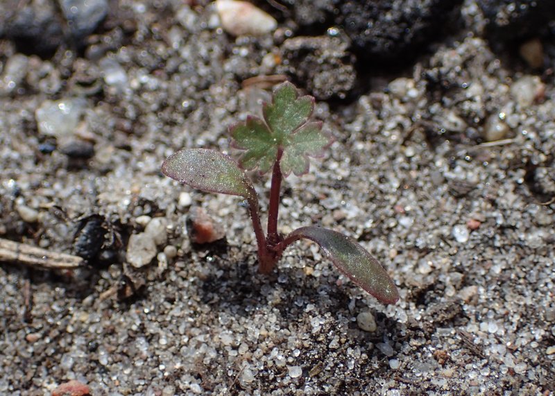 Solidstem Burnet Saxifrage photo 6