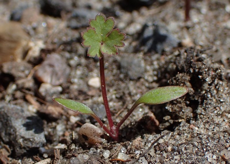 Solidstem Burnet Saxifrage photo 7
