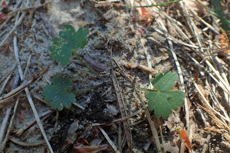 Solidstem Burnet Saxifrage photo 8