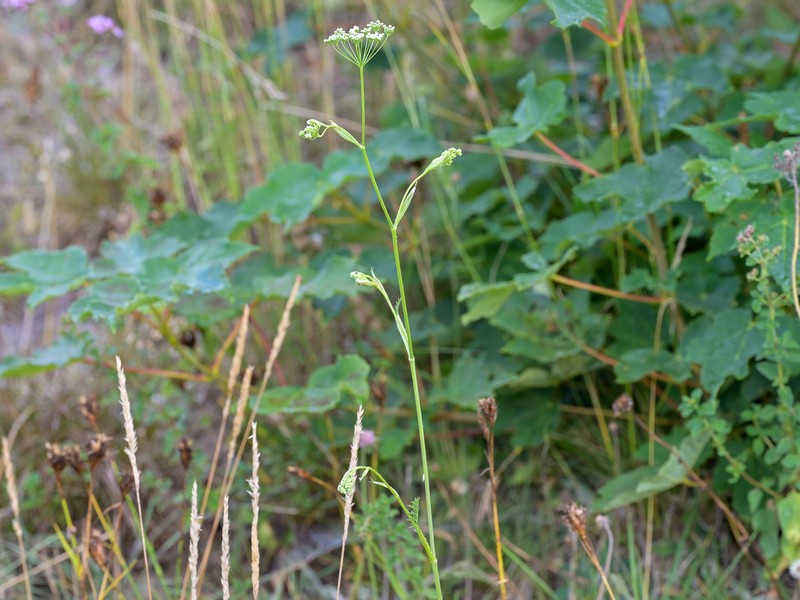 Pimpinella saxifraga subsp. saxifraga photo 2