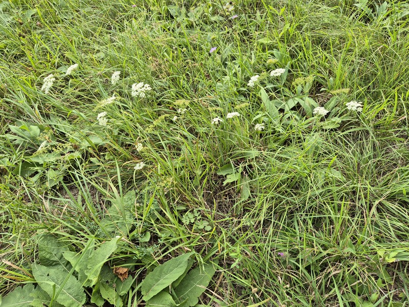 Pimpinella saxifraga subsp. saxifraga