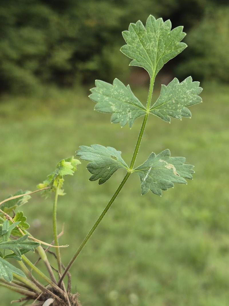 Pimpinella saxifraga subsp. saxifraga photo 4