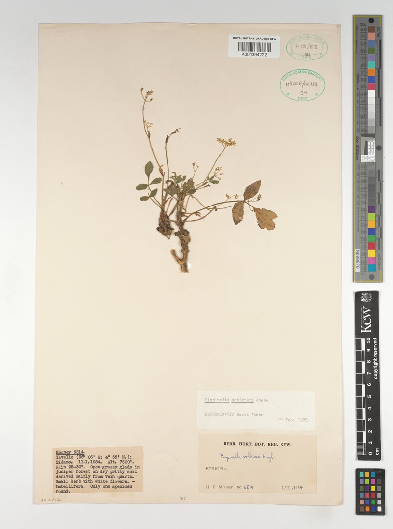 Pimpinella schimperi