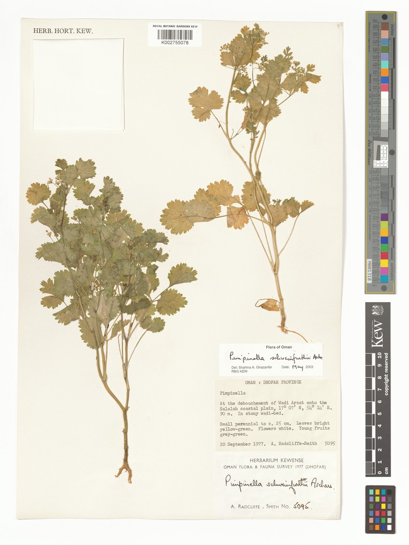 Pimpinella schweinfurthii photo 2