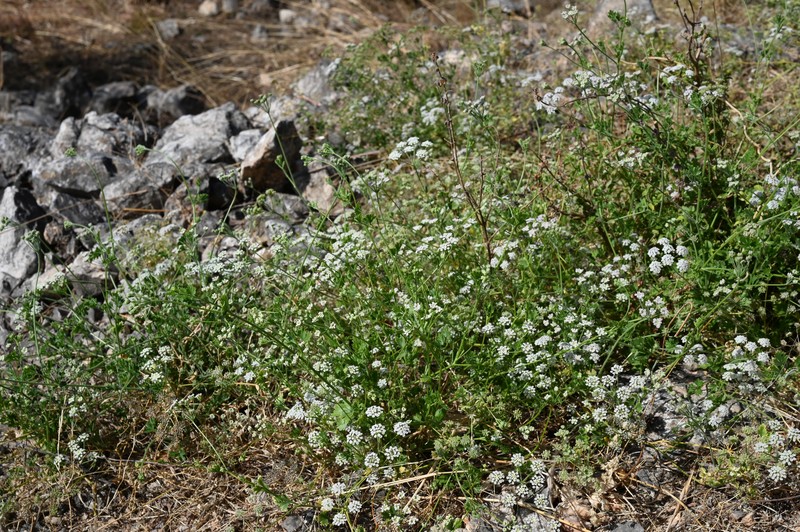 Pimpinella schweinfurthii