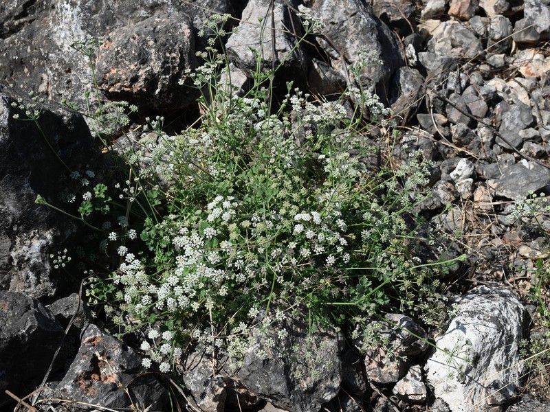 Pimpinella schweinfurthii photo 3