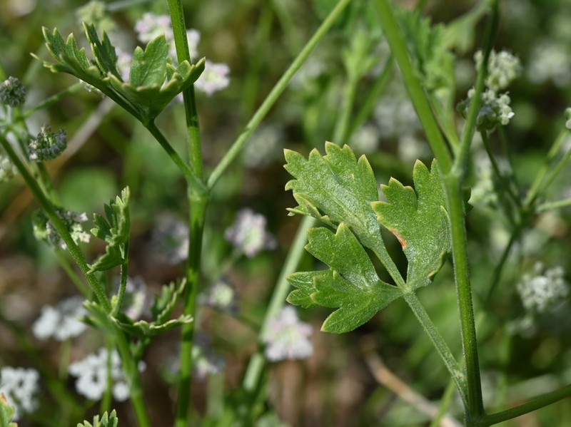 Pimpinella schweinfurthii photo 4