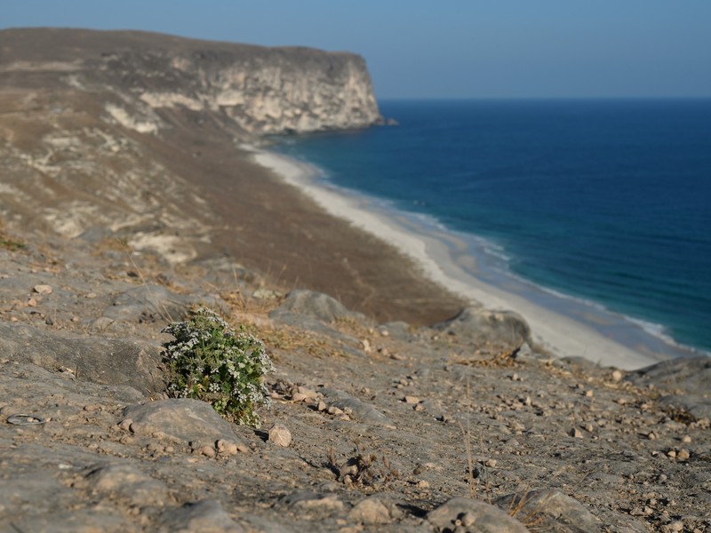 Pimpinella schweinfurthii photo 5
