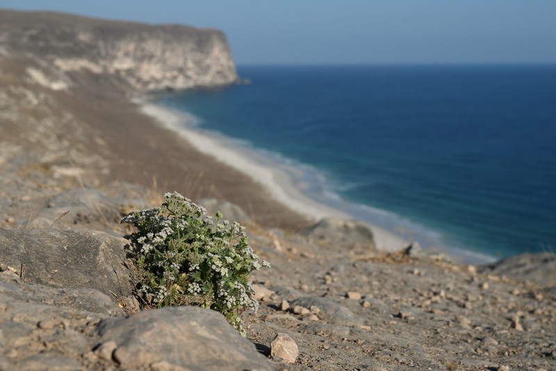 Pimpinella schweinfurthii photo 6