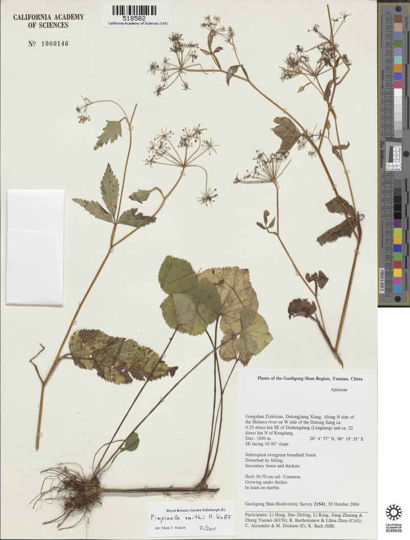 Pimpinella smithii