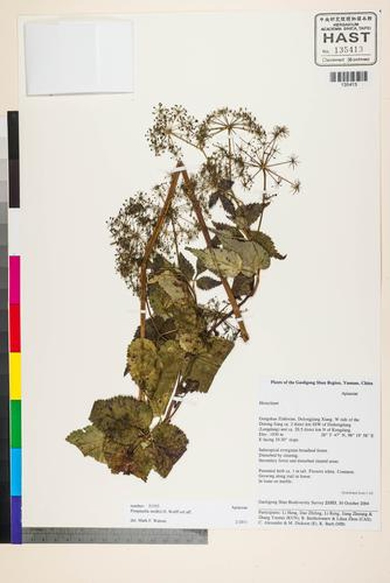Pimpinella smithii photo 2