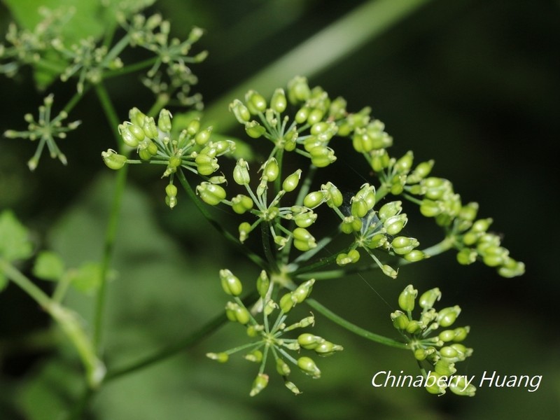 Pimpinella tagawae