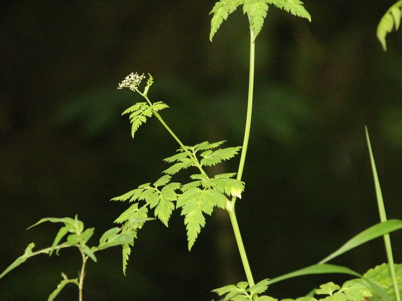Pimpinella tagawae photo 2