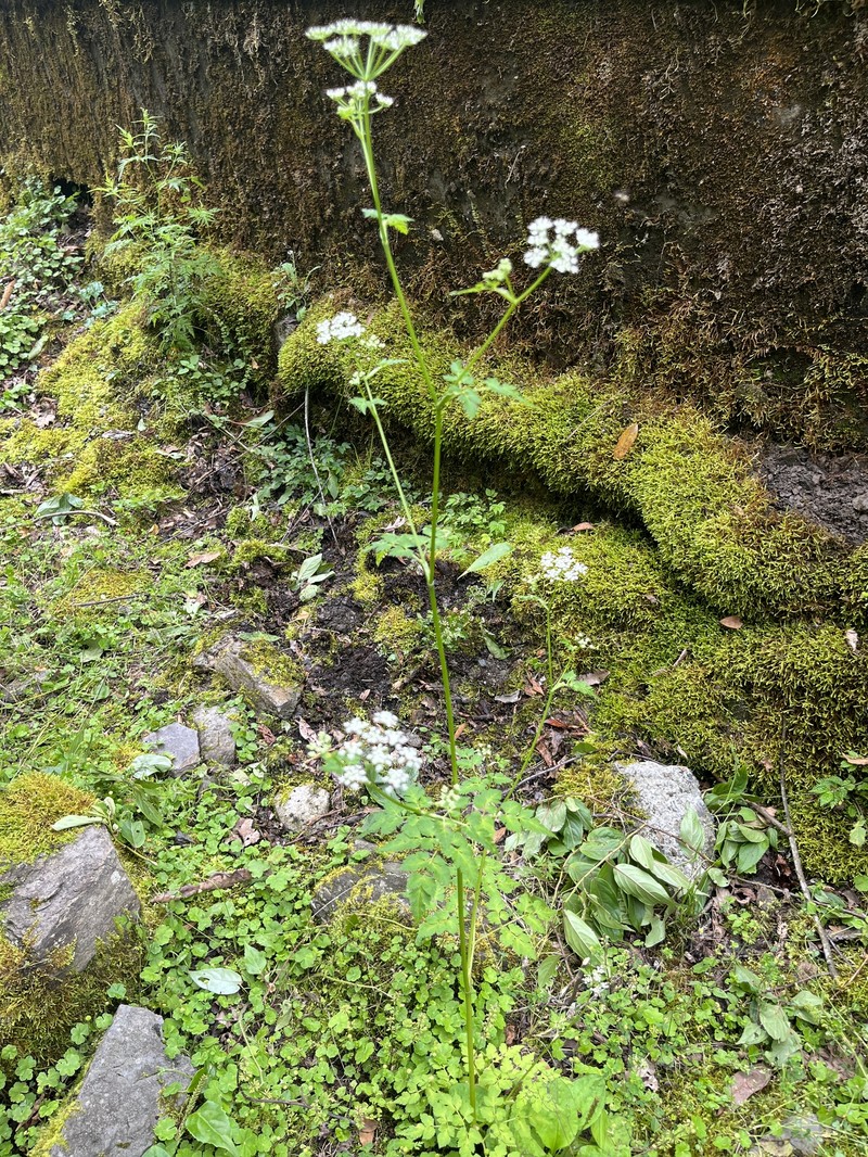 Pimpinella tagawae photo 4