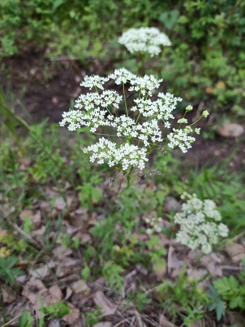 Pimpinella thellungiana