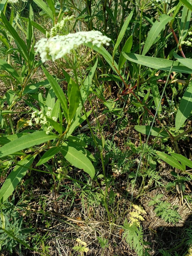 Pimpinella thellungiana photo 2
