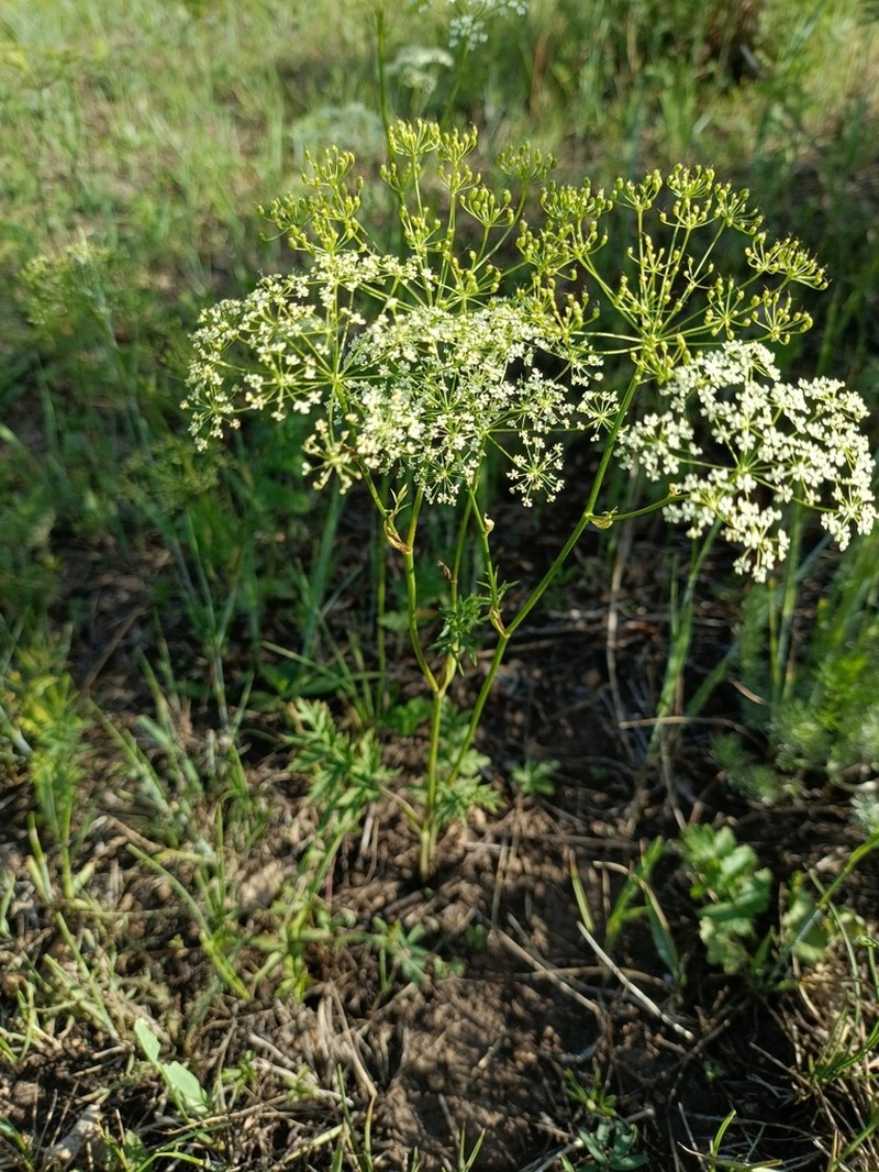 Pimpinella thellungiana photo 3