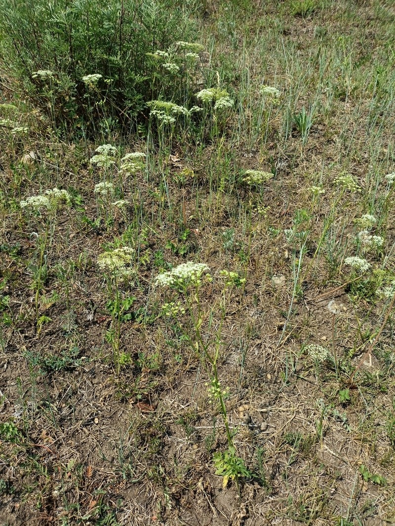 Pimpinella thellungiana photo 4