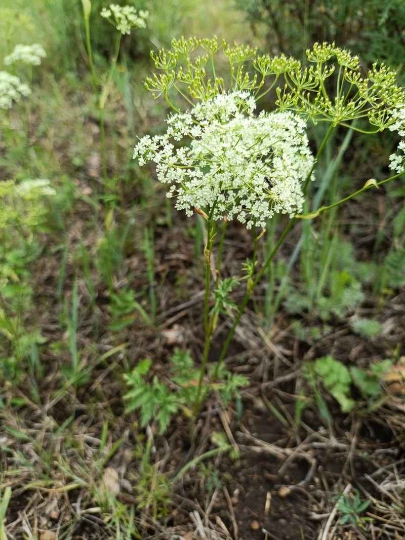 Pimpinella thellungiana photo 5