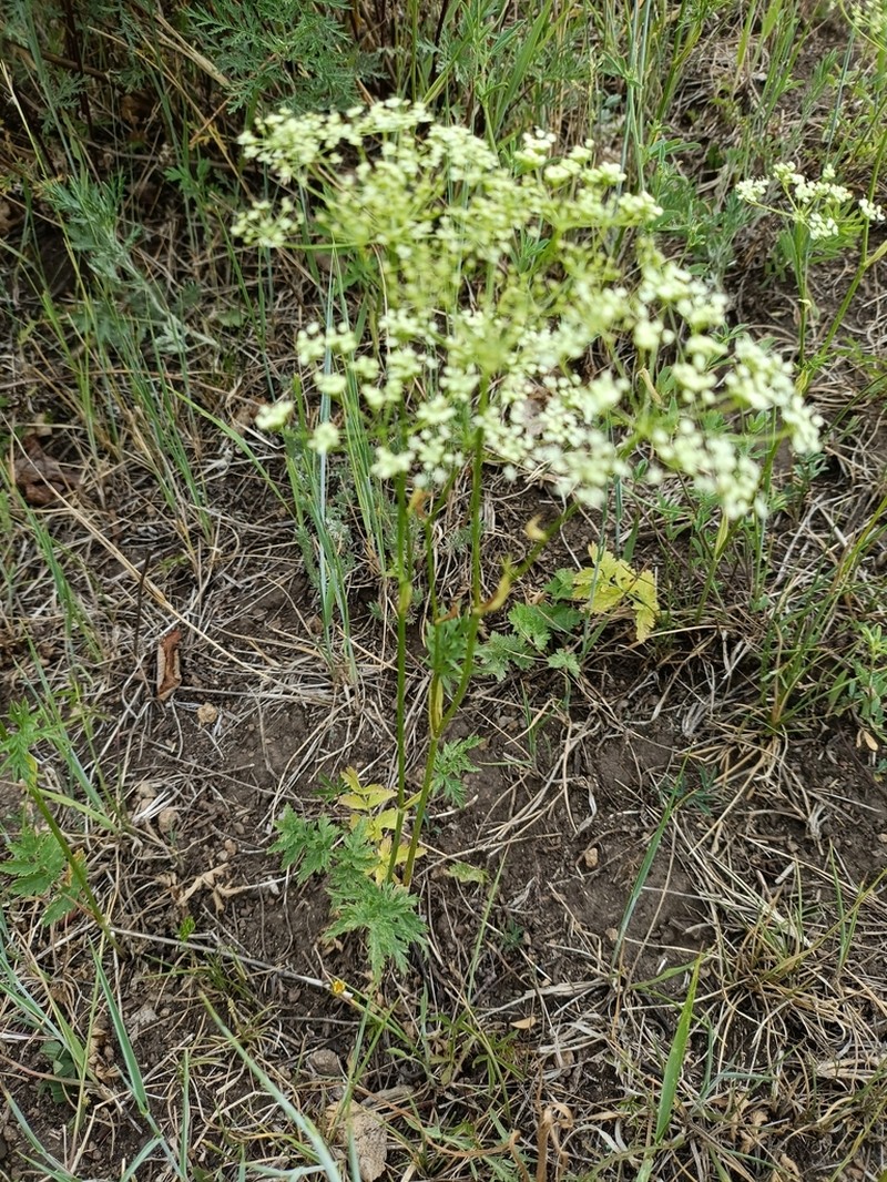 Pimpinella thellungiana photo 6